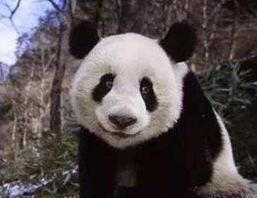 流浪熊猫游戏v3.14.00