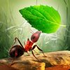 小蚂蚁部落破解版