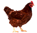 抖音养鸡表情包GIF动图大全