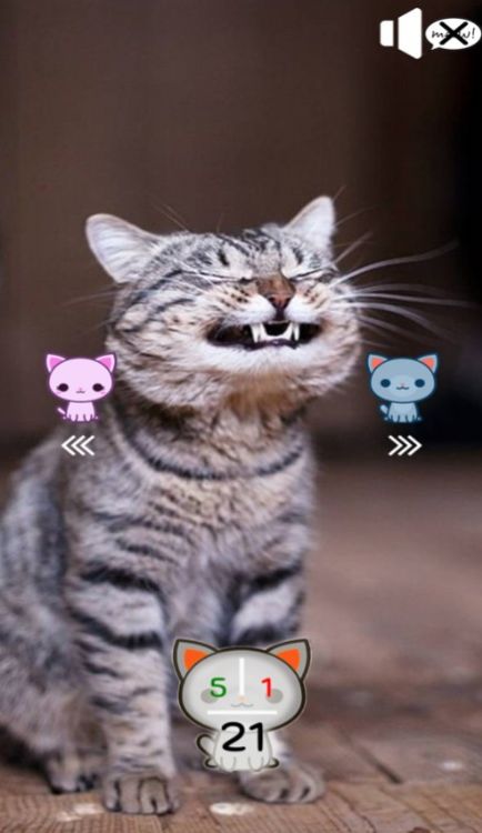 你是合格的猫奴吗 你是合格的猫奴吗
