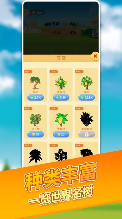 阳光招财树 阳光招财树
