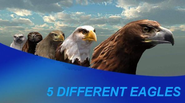 猎鹰之旅模拟器 猎鹰之旅模拟器