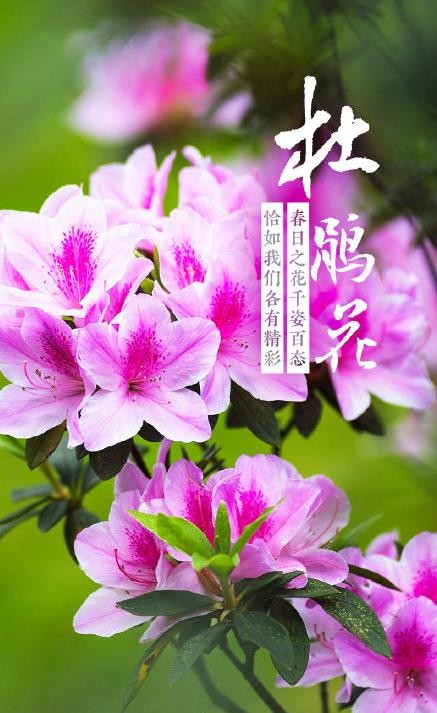 春花壁纸 春花壁纸