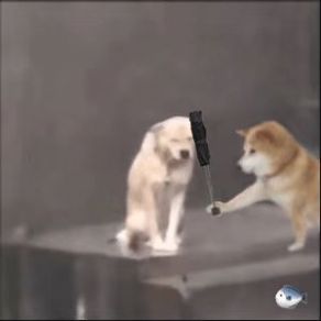 小狗淋雨表情包另一个狗撑伞图片