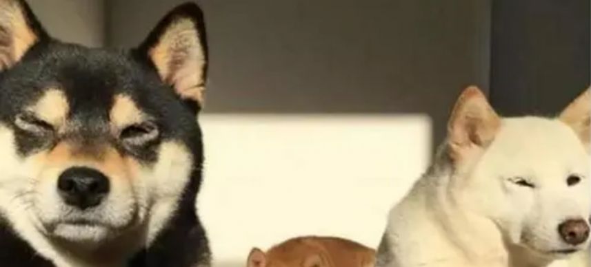 三只小狗跳舞表情包BGM动图