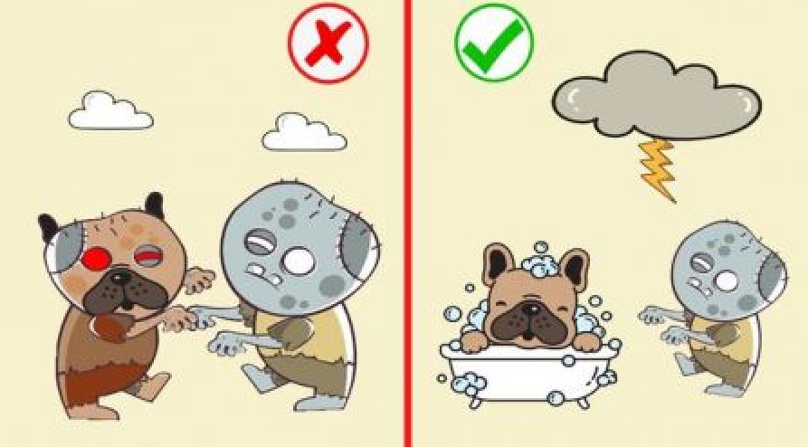 拯救狗狗们.jpg 拯救狗狗们.jpg