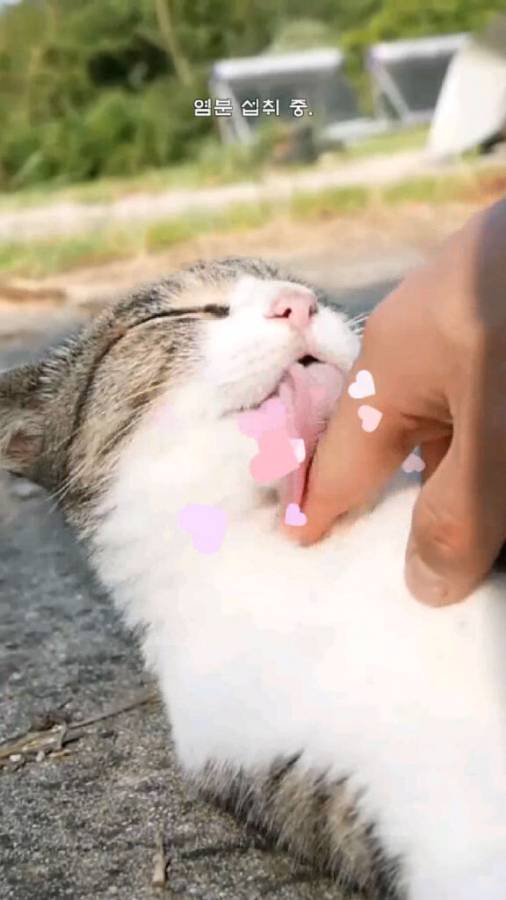 Haha渔场猫咪.jpg Haha渔场猫咪.jpg